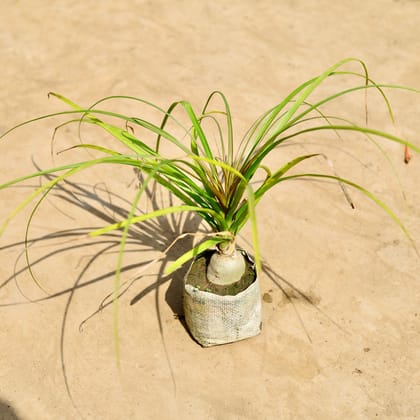 Buy Nolina / Lolina Palm in 4 inch Nursery bag Online | Urvann.com