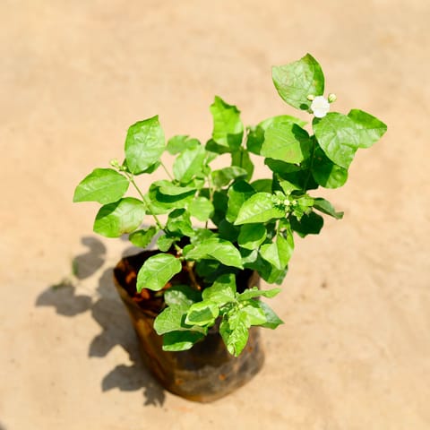 Mogra / Jasmine Double in 8 inch Nursery bag