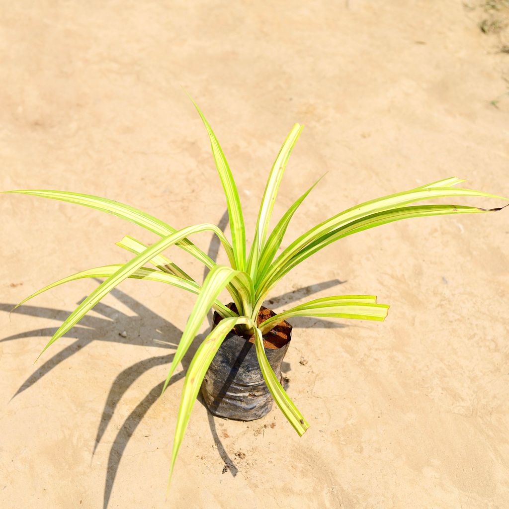 Buy Pandanus / Screwpine in 4 inch Nursery bag Online | Urvann.com Pandanus / Screwpine in 4 inch Nursery bag