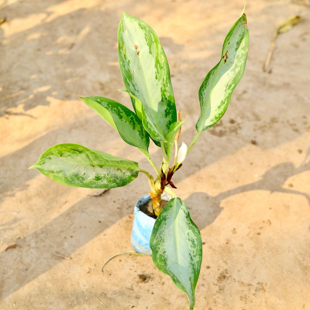 Aglaonema Emerald Bay in 4 inch Nursery bag