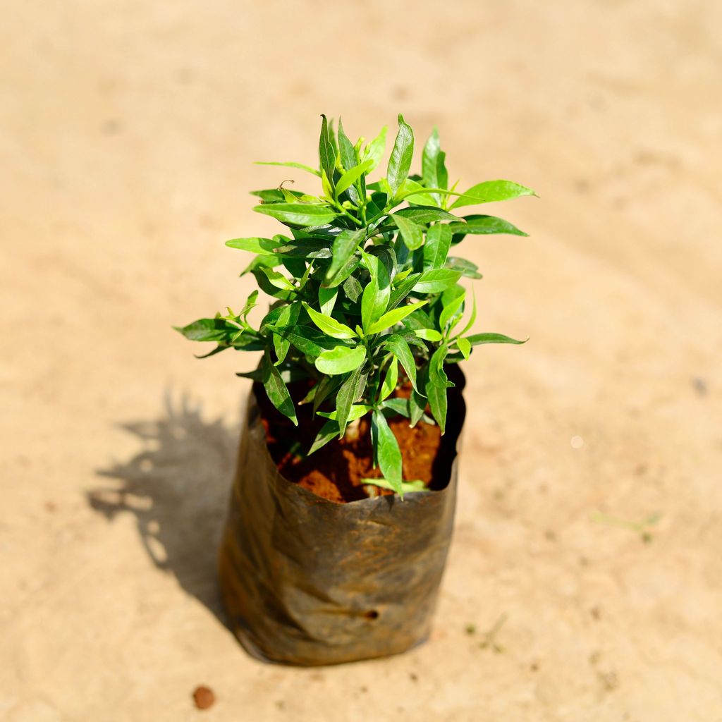 Buy Chandni Dwarf in 4 inch Nursery bag Online | Urvann.com Chandni Dwarf in 4 inch Nursery bag