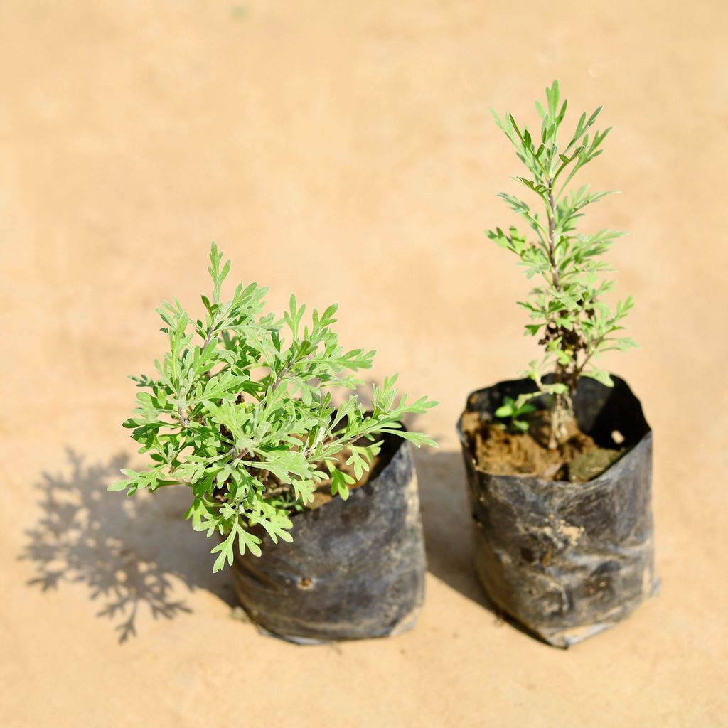 Buy Set of 2 - Lavender in 4 inch Nursery bag Online | Urvann.com Set of 2 - Lavender in 4 inch Nursery bag