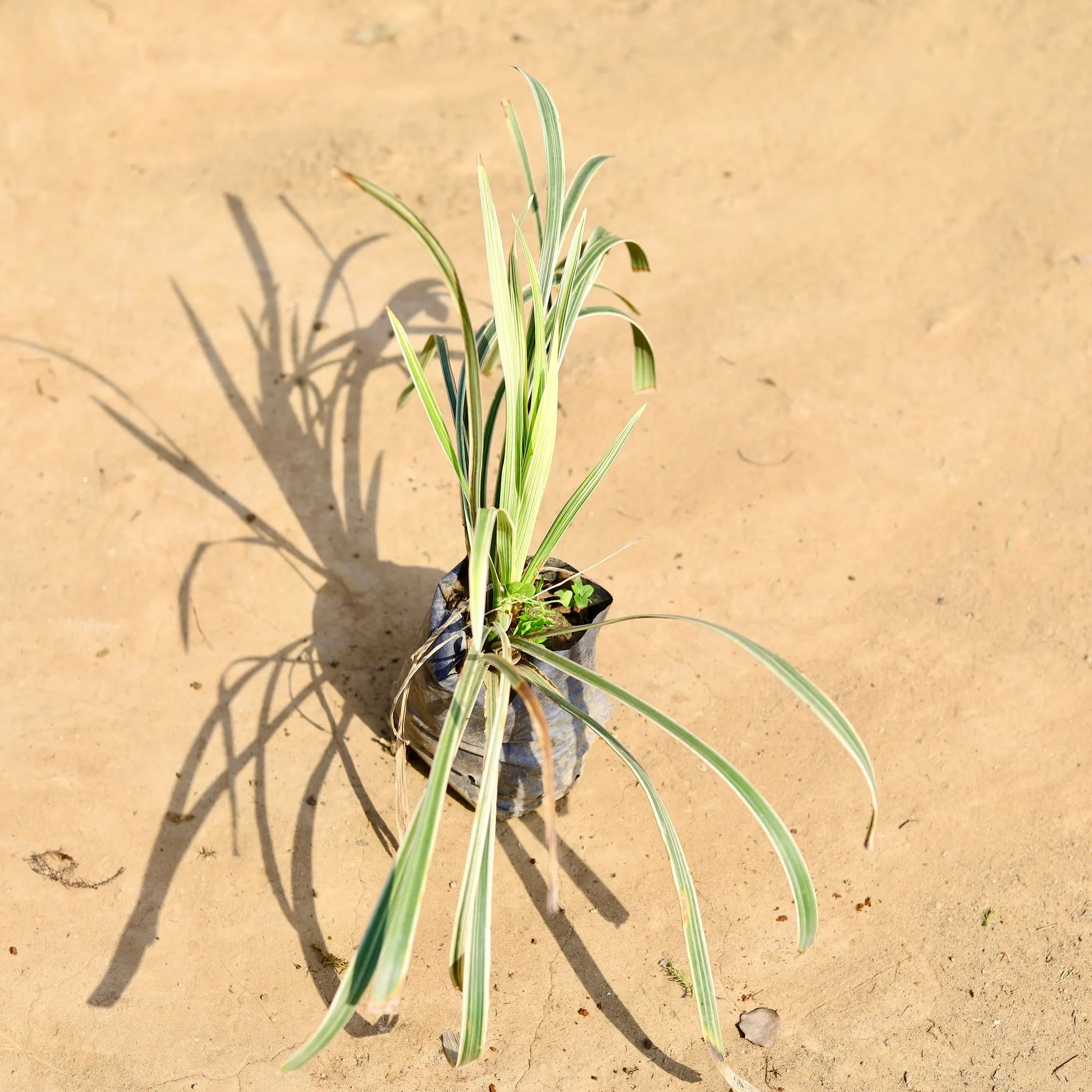 Ribbon Grass White in 4 inch Nursery bag