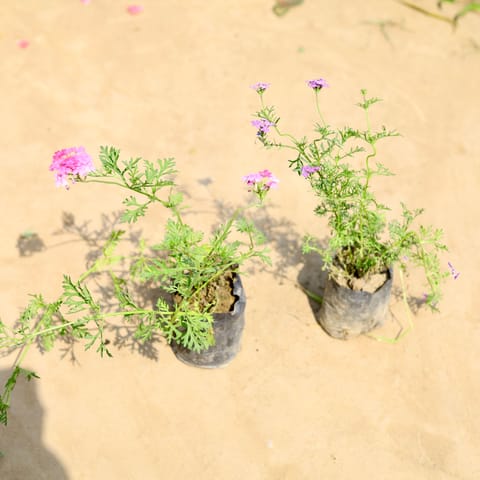 Set of 2 - Verbena (any colour) in 4 inch Nursery bag