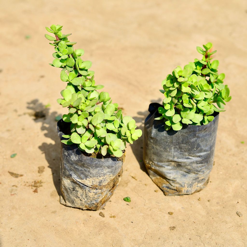 Set of 2 - Jade big leaf in 4 inch Nursery bag