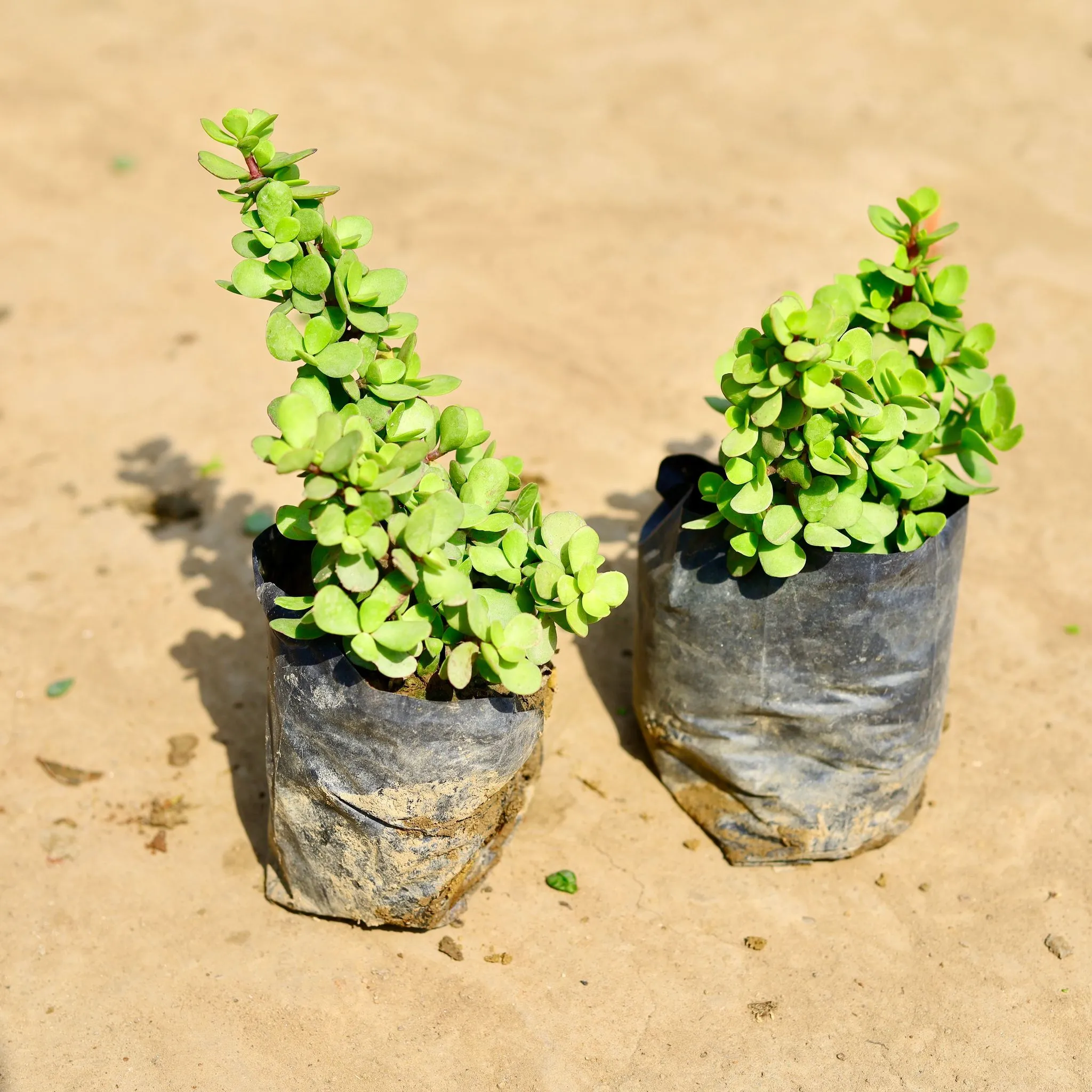 Set of 2 - Jade big leaf in 4 inch Nursery bag