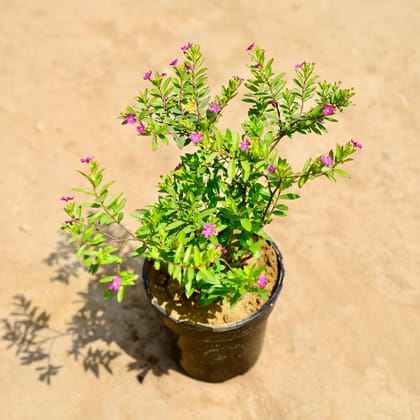 Buy Cuphea / False Heather Pink in 4 inch Nursery pot Online | Urvann.com