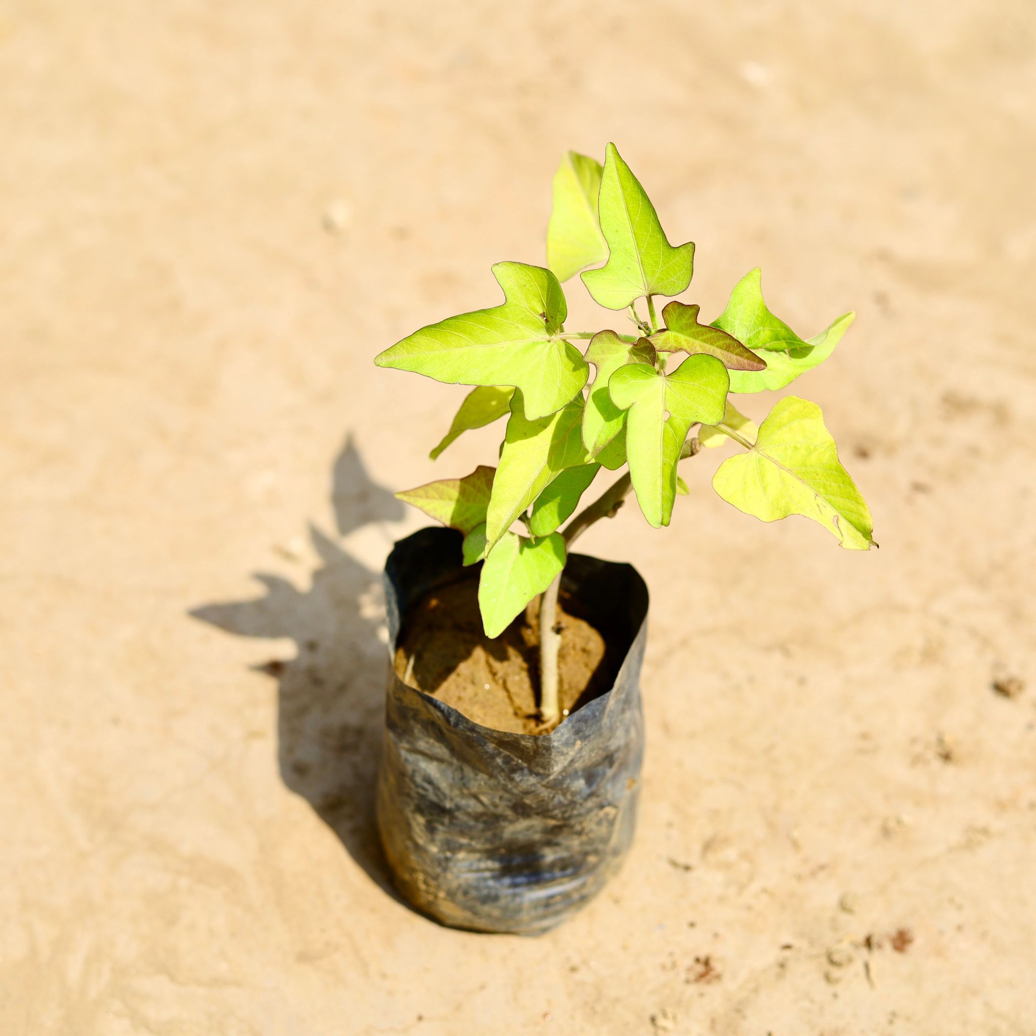 Ipomea / Sweet Potato Green Vine in 4 inch Nursery pot