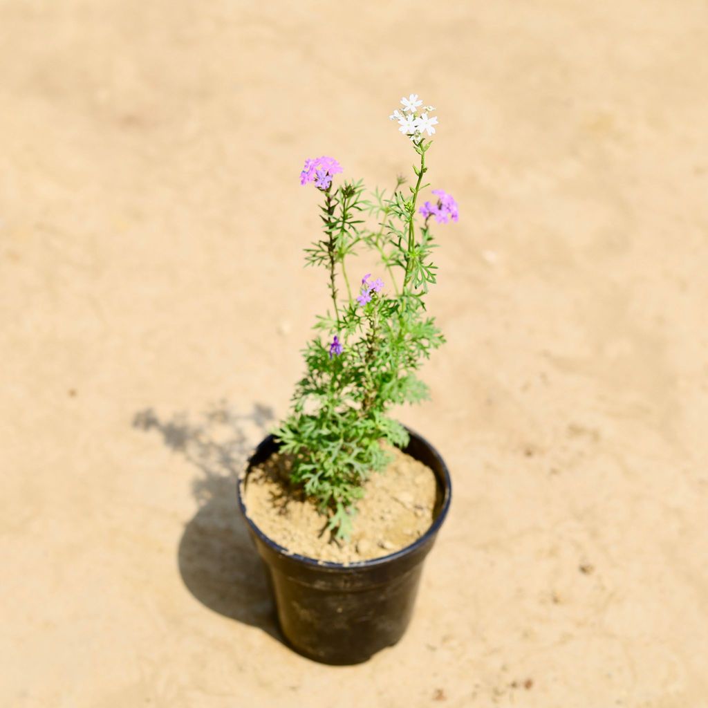 Buy Verbena (any colour) in 4 inch Nursery pot Online | Urvann.com Verbena (any colour) in 4 inch Nursery pot