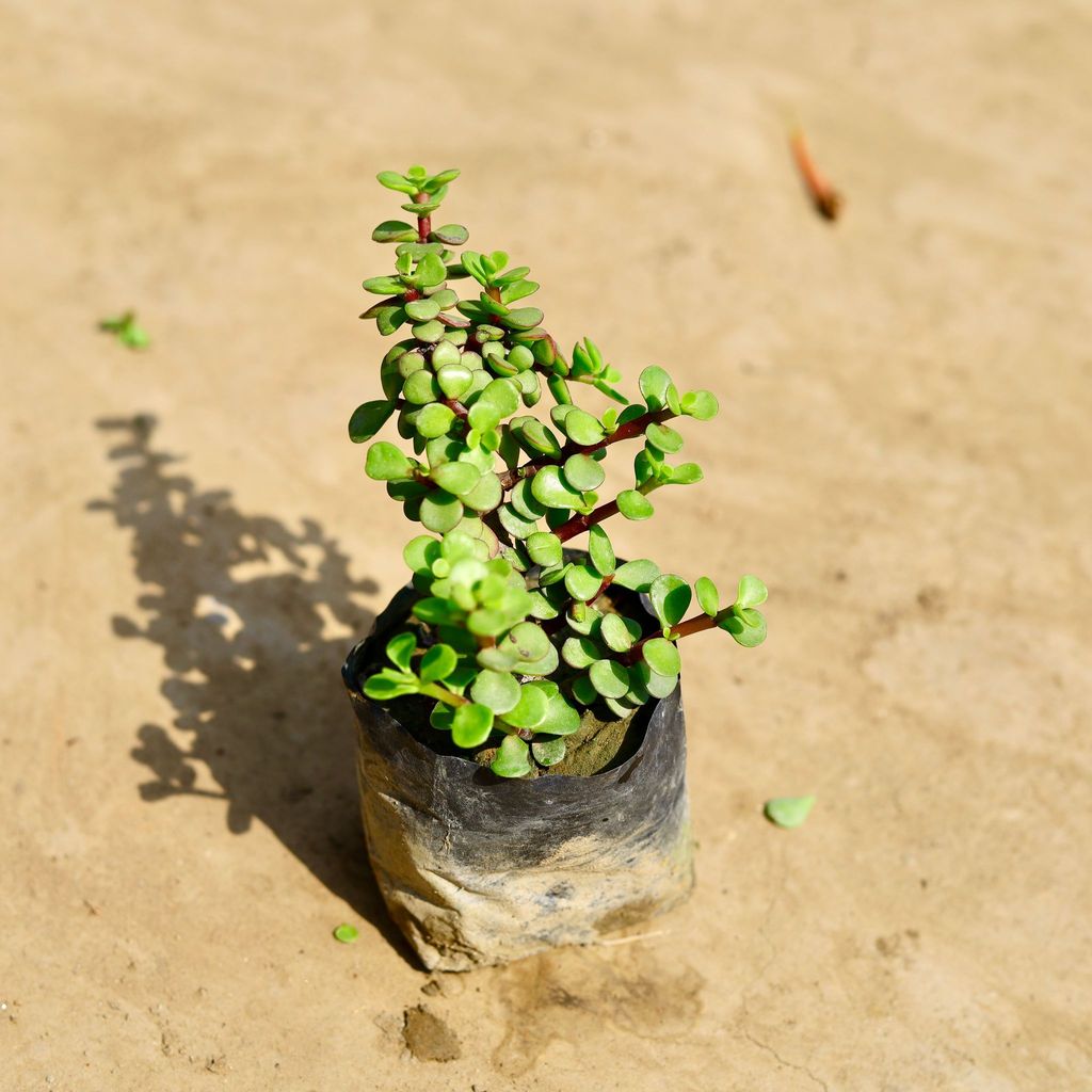 Buy Jade in 4 inch Nursery bag Online | Urvann.com Jade in 4 inch Nursery bag