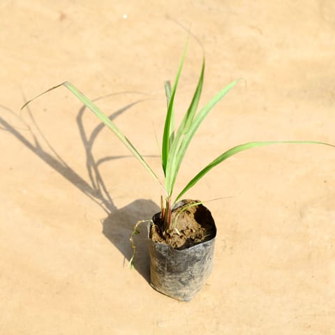 Lemon Grass in 4 inch Nursery bag