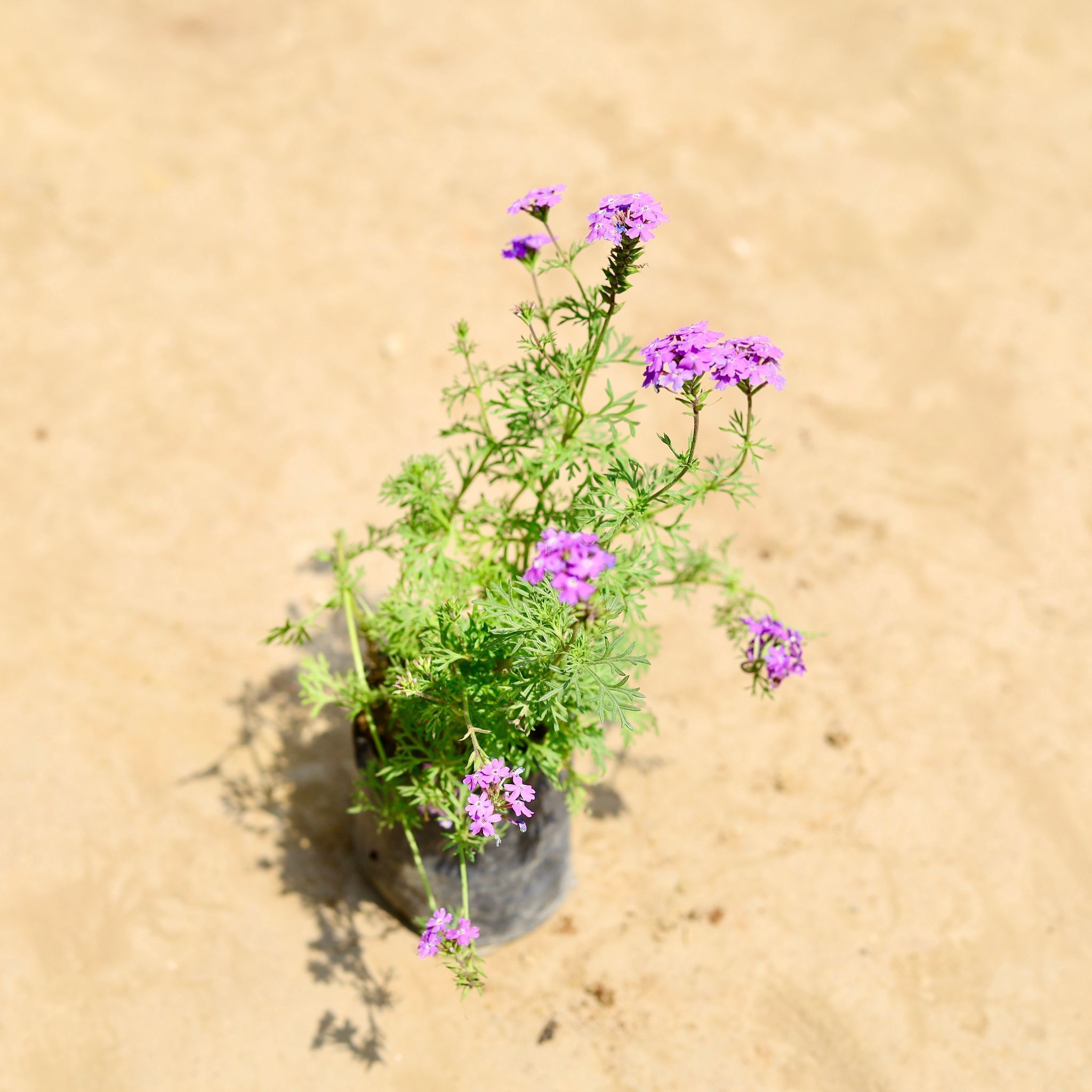 Verbena Purple in 4 inch Nursery bag