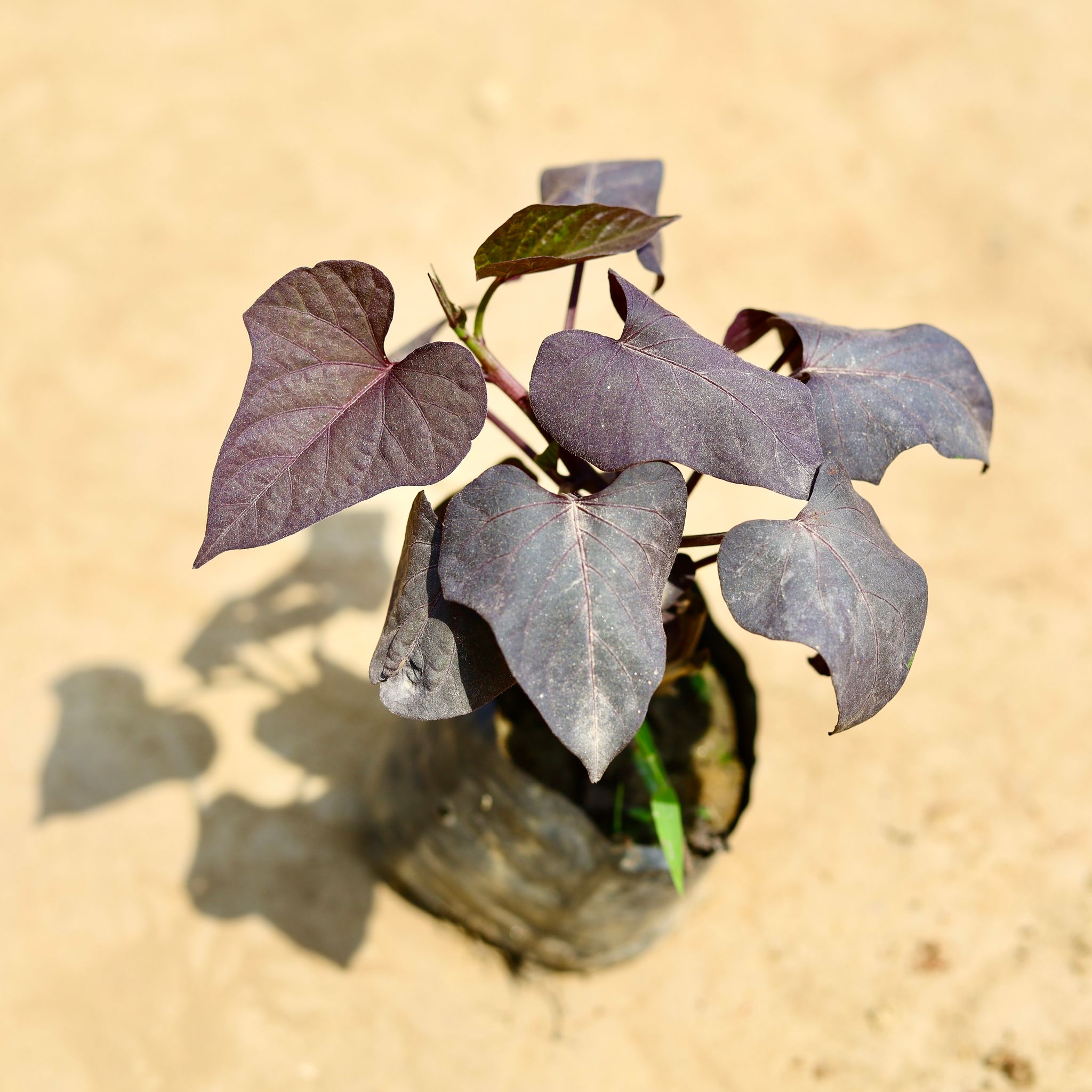 Ipomea / Sweet Potato Red Vine in 4 inch Nursery bag
