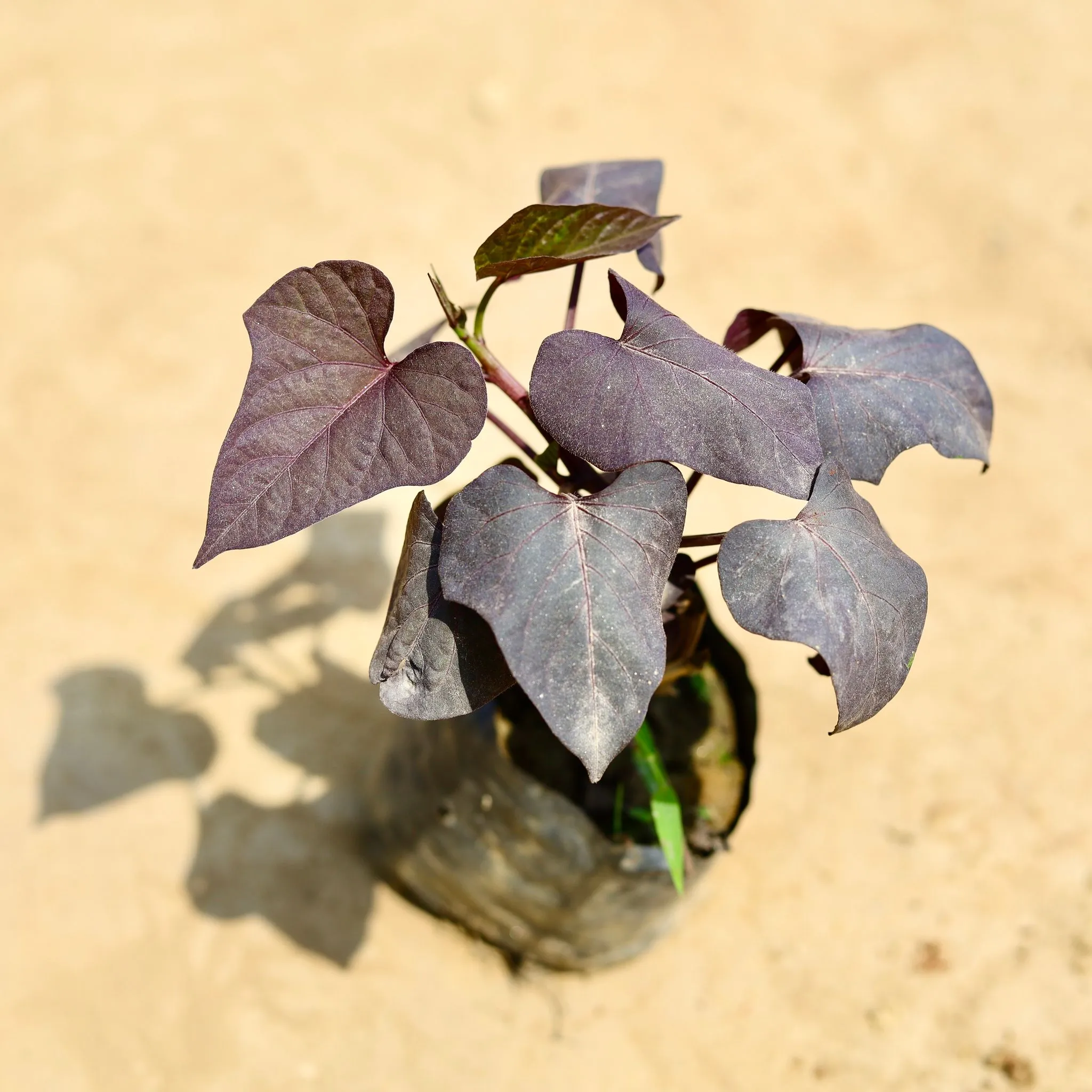 Ipomea / Sweet Potato Red Vine in 4 inch Nursery bag