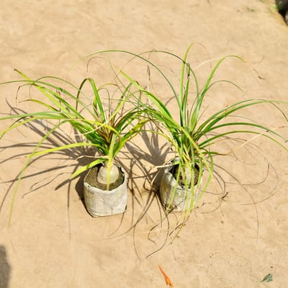 Buy Set of 2 - Nolina / Lolina Palm in 4 inch Nursery bag Online | Urvann.com