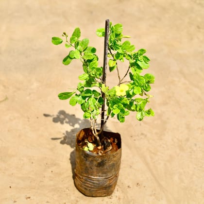Buy Allamanda Bel / Creeper in 8 inch Nursery bag Online | Urvann.com
