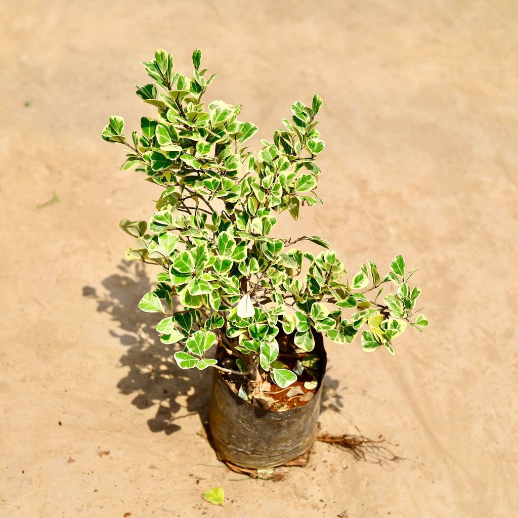 Buy Ficus Triangularis in 8 inch Nursery bag Online | Urvann.com Ficus Triangularis in 8 inch Nursery bag