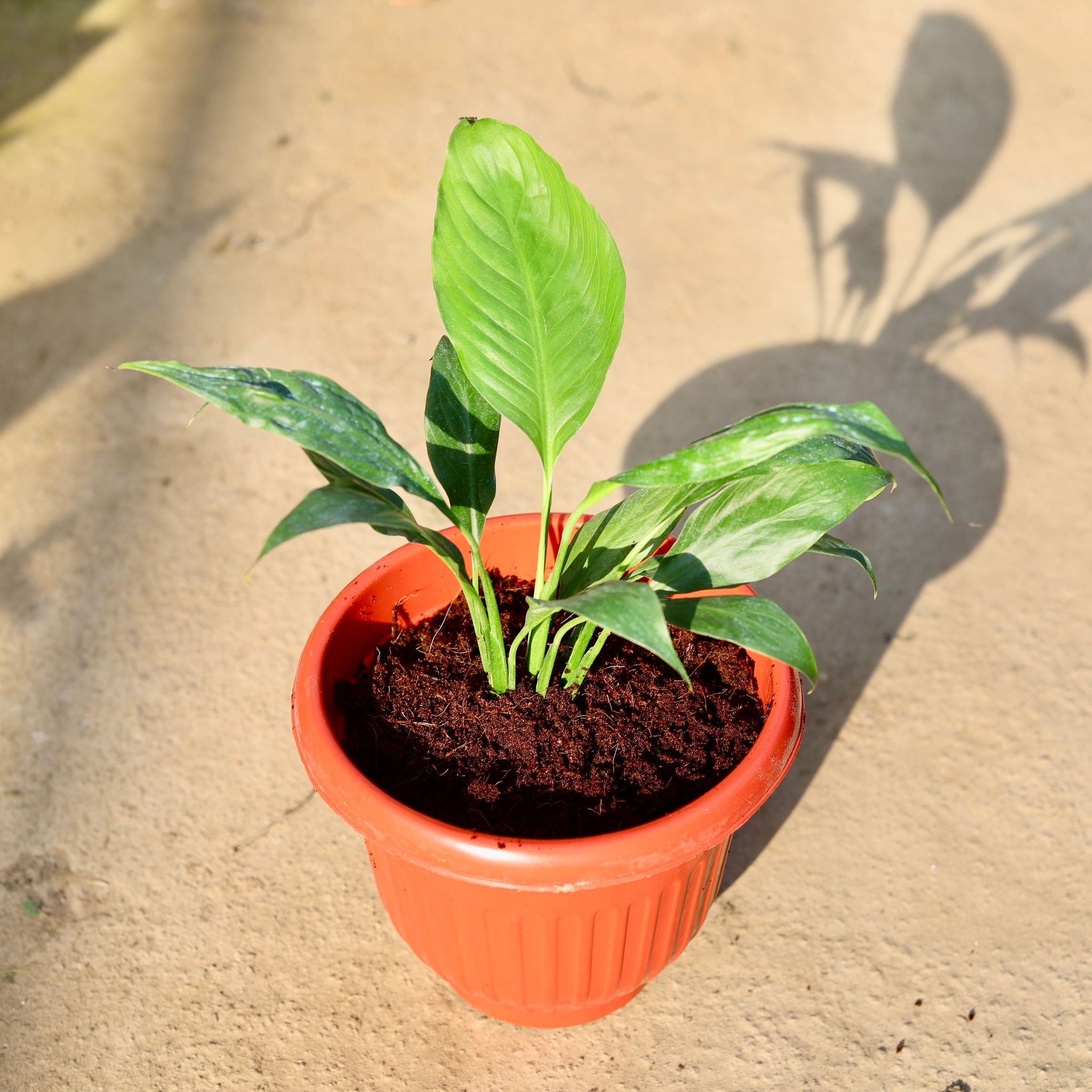 Peace Lily in 8 Inch Terracotta Red Olive Plastic Pot