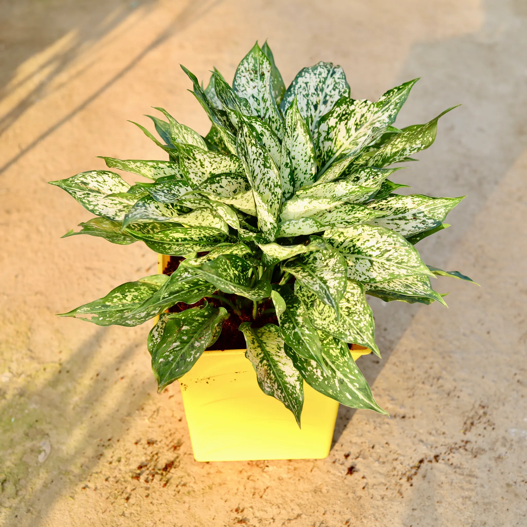 Aglaonema Snow White in 8 Inch Yellow Tokyo Plastic Pot