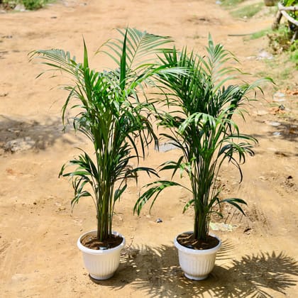 Buy Set of 2 - Areca Palm (~ 2.5 Ft) in 10 Inch White Premium Olive Plastic Pot Online | Urvann.com