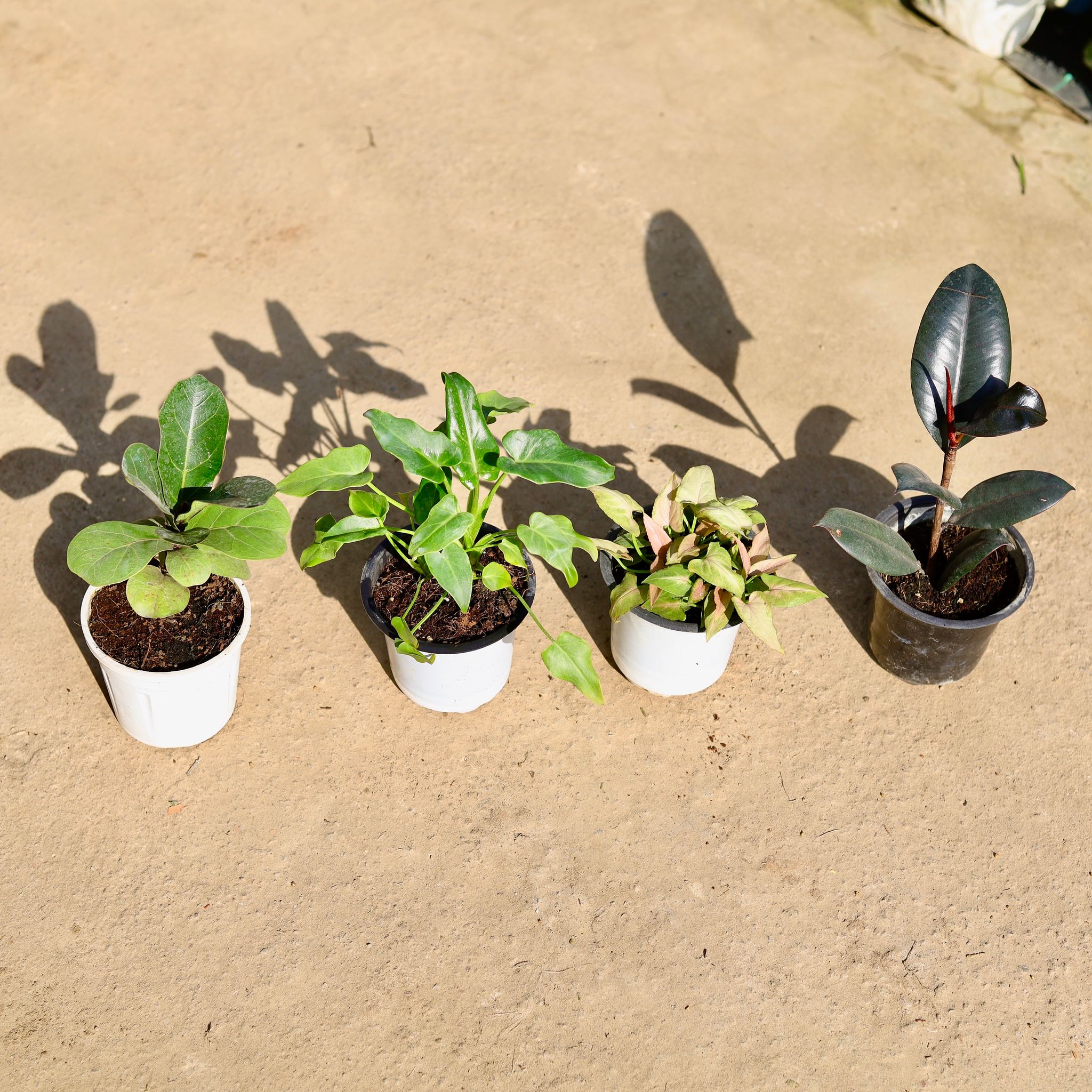 Set of 4 - Fiddle Leaf Fig / Ficus Lyrata, Xanadu Green, Syngonium Pink & Rubber Black in 4 Inch Nursery Pot