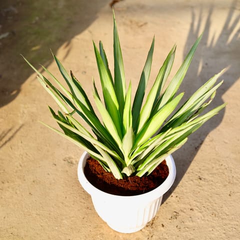 Silver Yucca in 10 Inch White Olive Plastic Pot