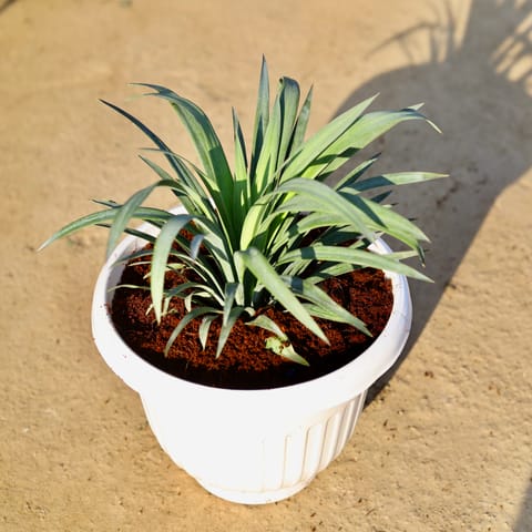 Silver Yucca in 10 Inch White Olive Plastic Pot