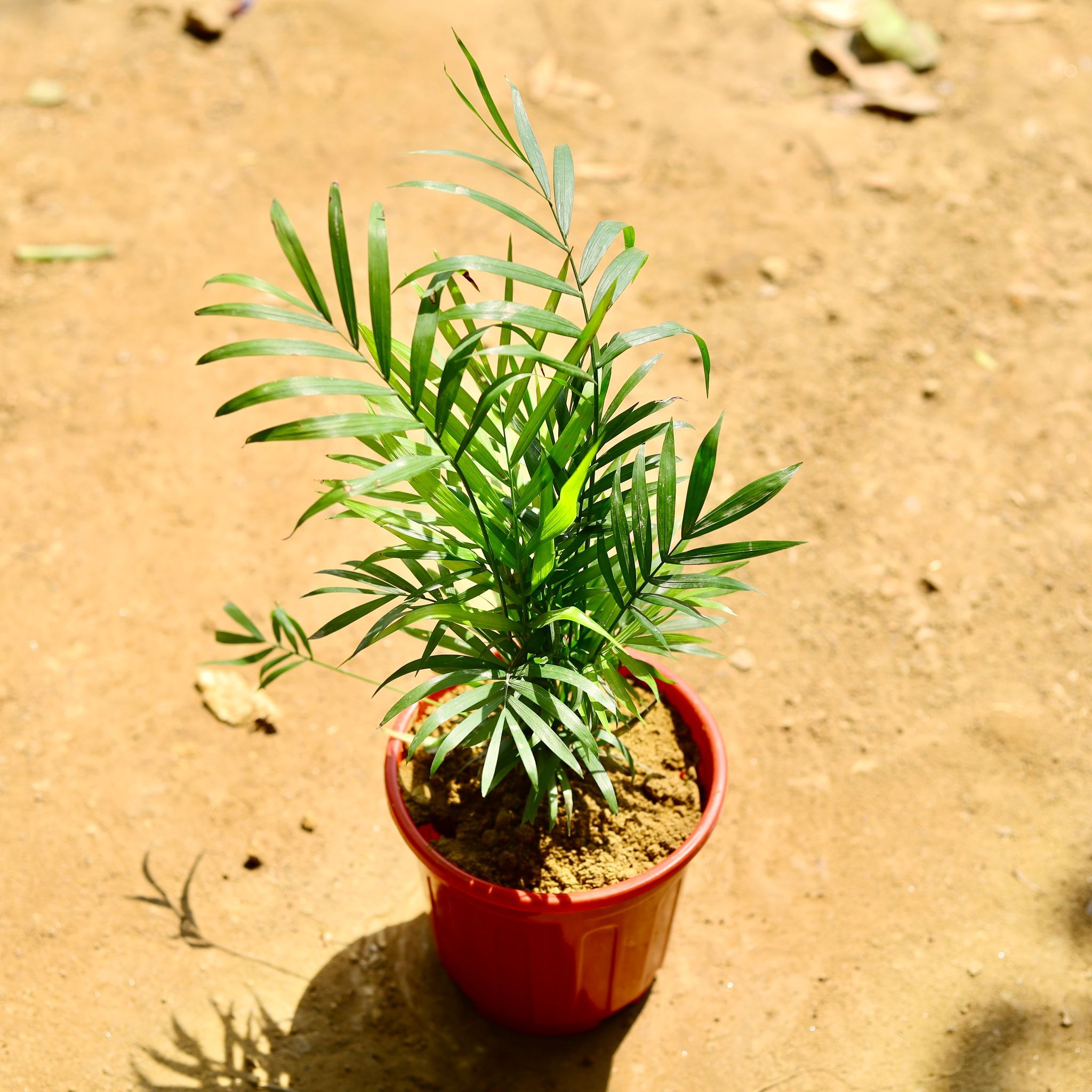 Chamaedorea Palm in 6 Inch Red Super Nursery Pot