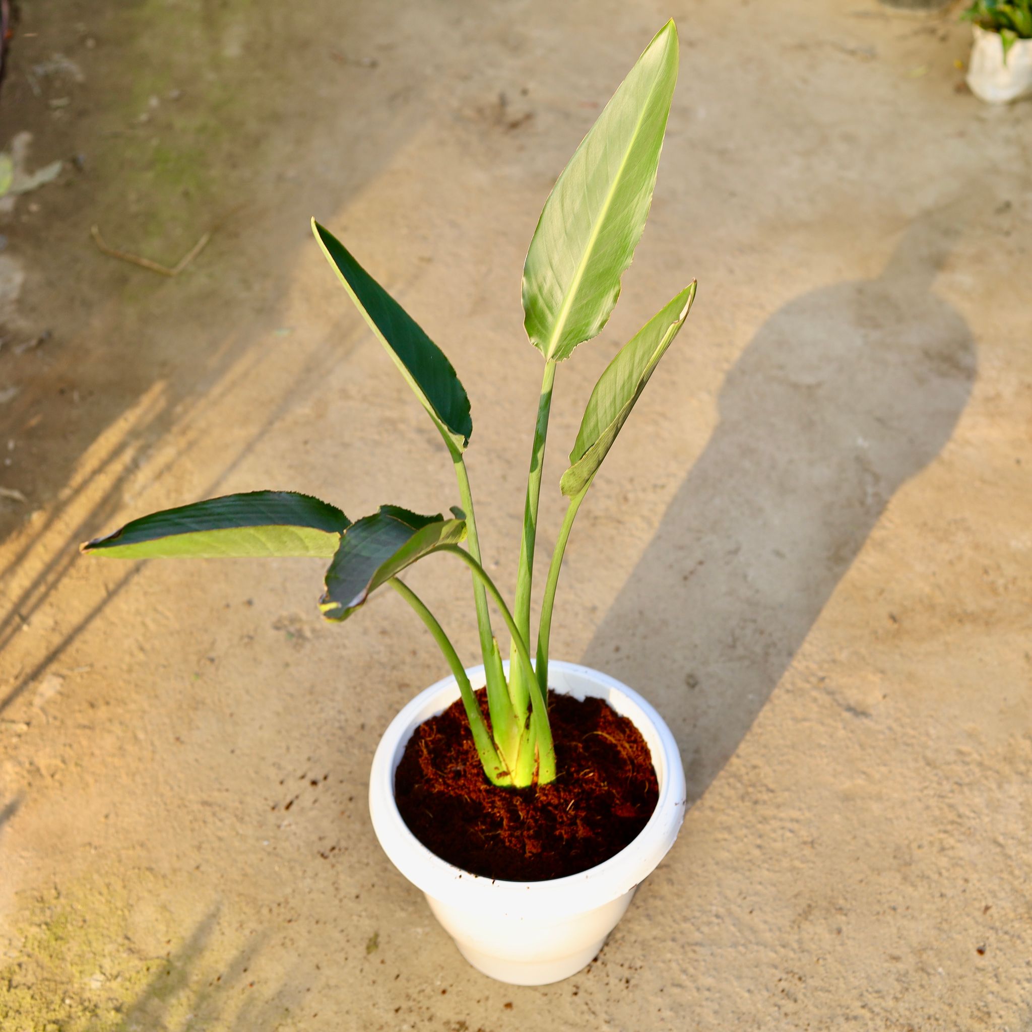 Bird Of Paradise in 10 Inch Classy White Plastic Pot