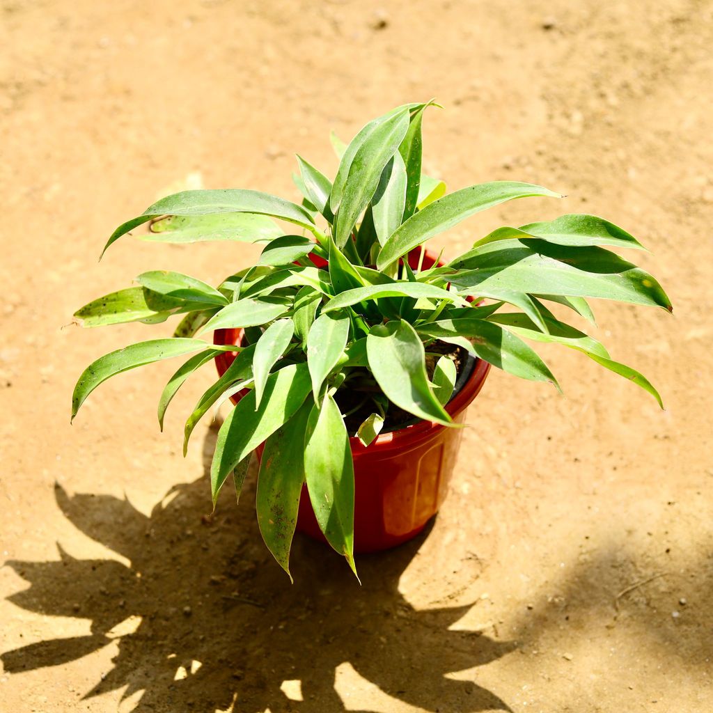 Buy Philodendron Long Leaf in 6 Inch Red Super Nursery Pot Online | Urvann.com Philodendron Long Leaf in 6 Inch Red Super Nursery Pot