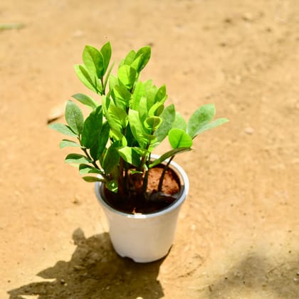 Buy Zz Green in 6 Inch Nursery Pot Online | Urvann.com