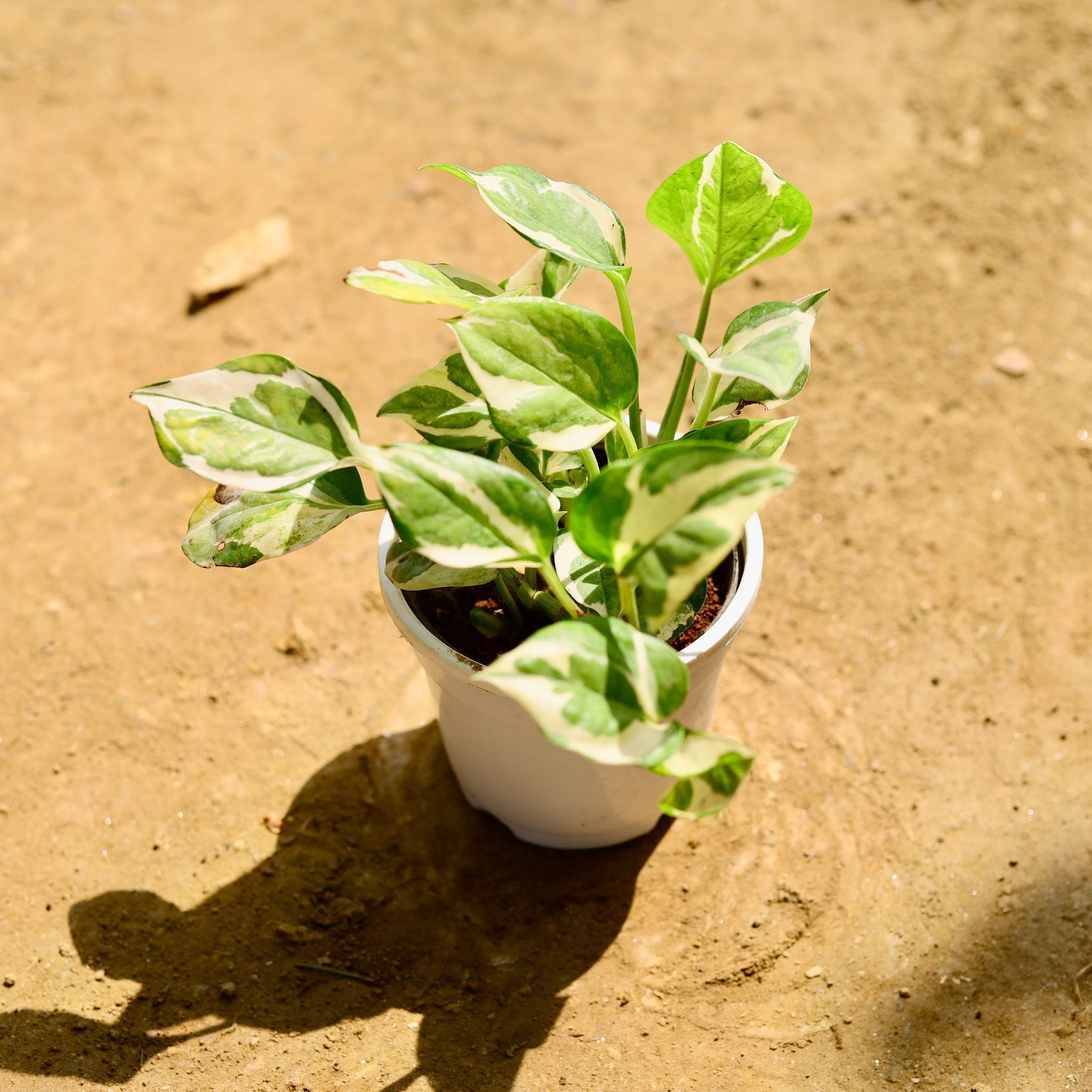 Money Plant Marble in 4 Inch Nursery Pot