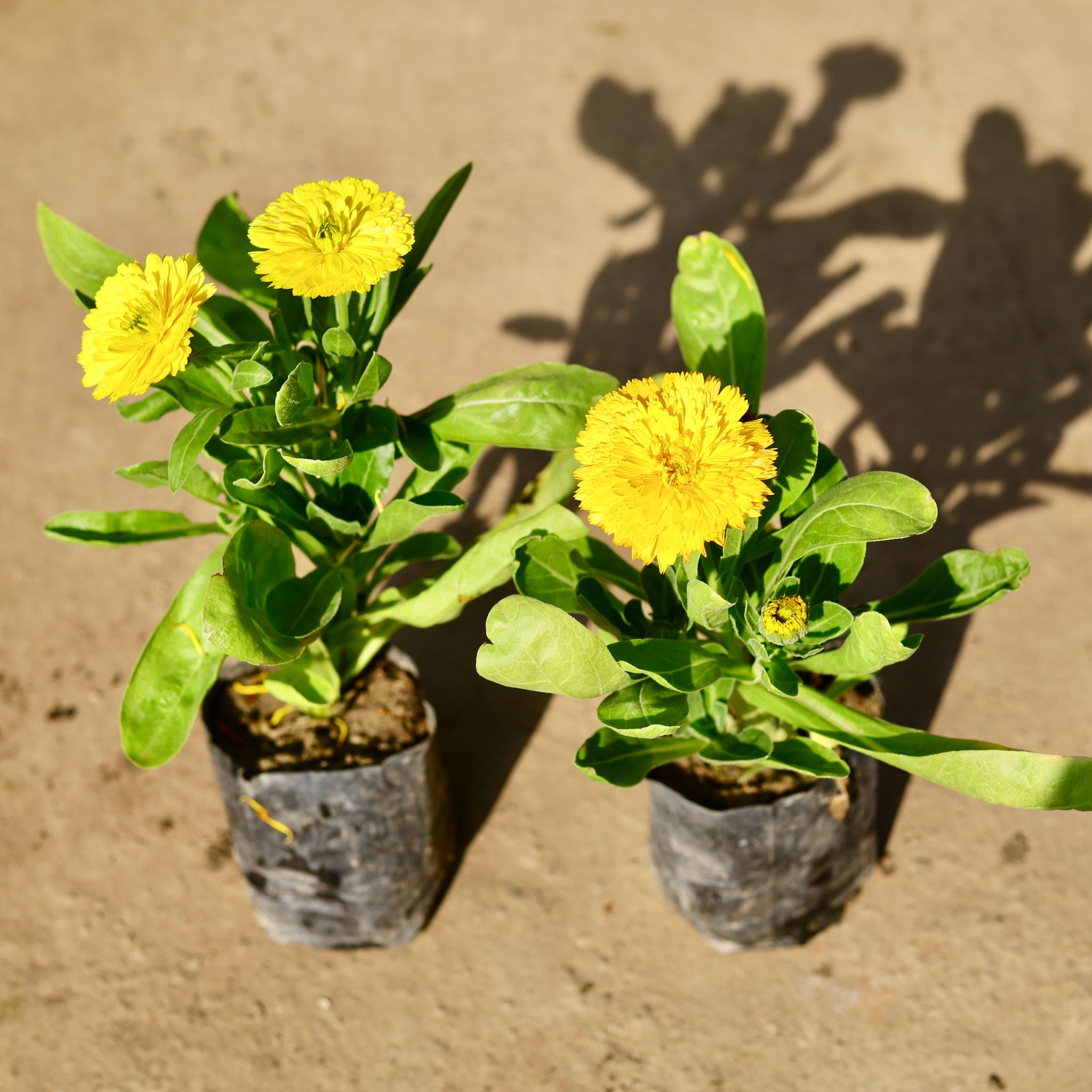 Set of 2 - Calendula (Any Colour) in 4 Inch Nursery bag