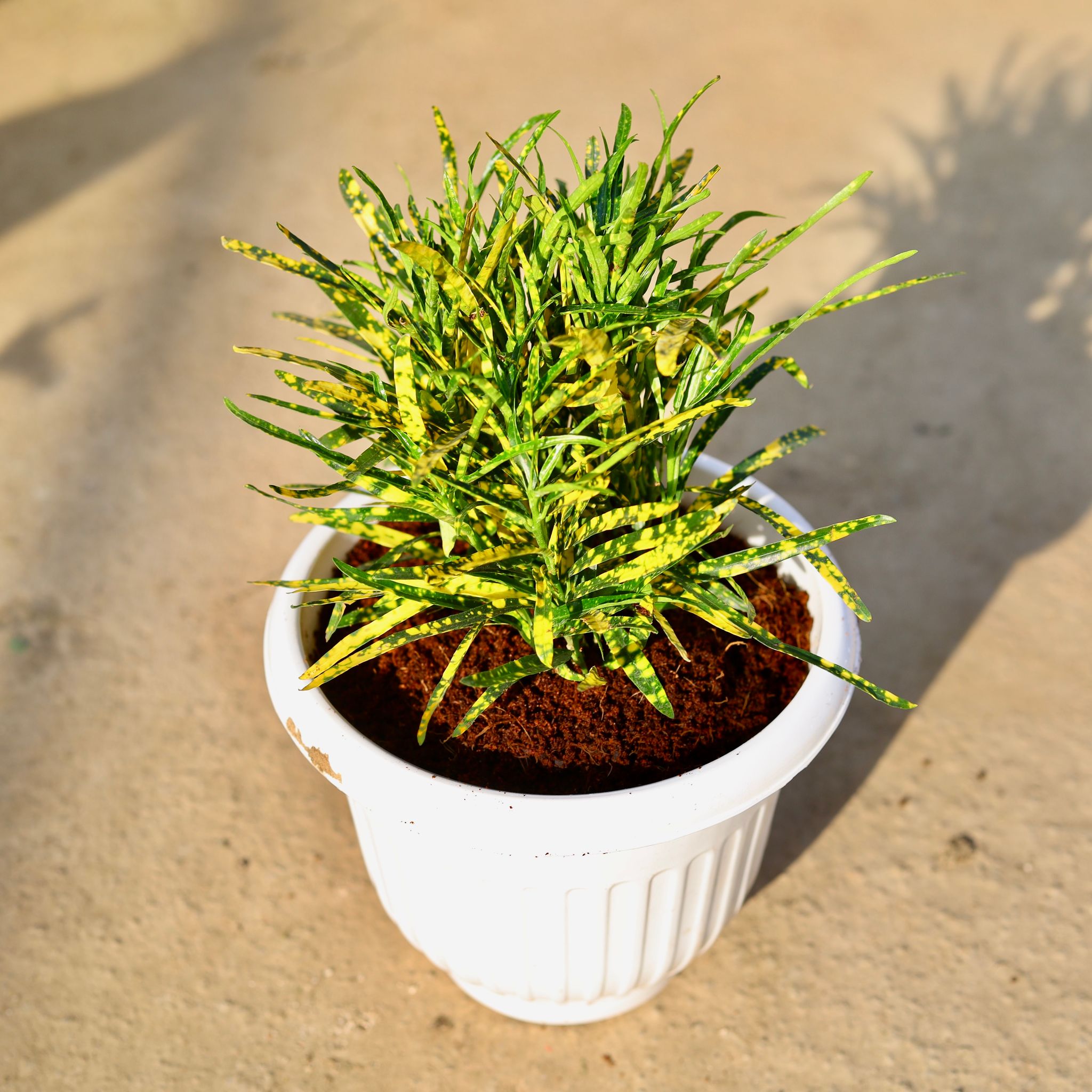 Chironji Croton Gold Star in 8 Inch White Olive Plastic Pot