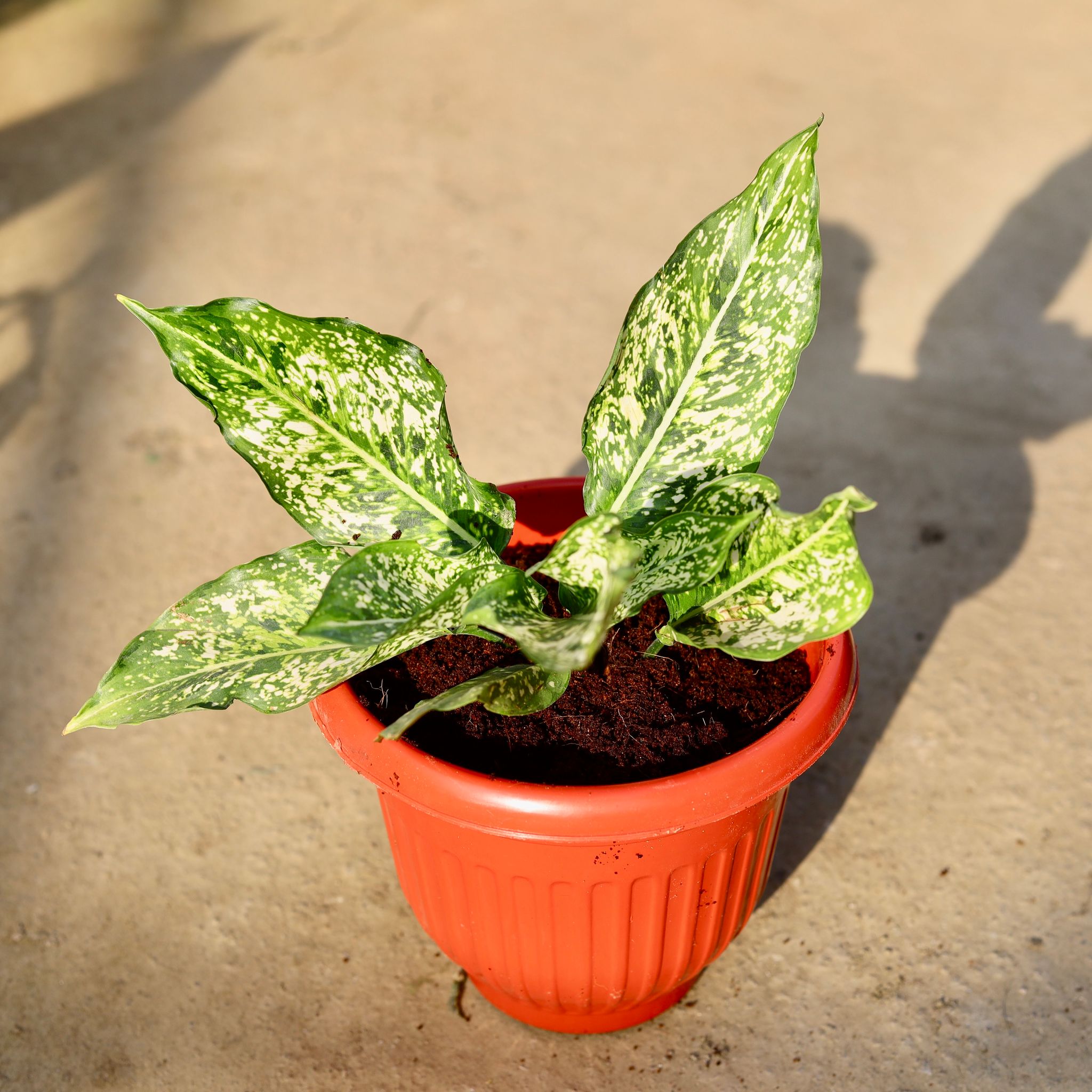 Aglaonema Snow white in 8 Inch Terracotta Red Olive Plastic Pot