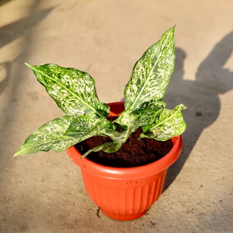 Aglaonema Snow white in 8 Inch Terracotta Red Olive Plastic Pot