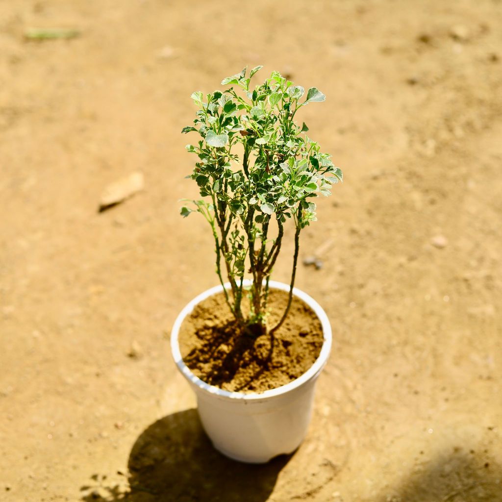 Buy Aralia White in 4 Inch Nursery Pot Online | Urvann.com Aralia White in 4 Inch Nursery Pot