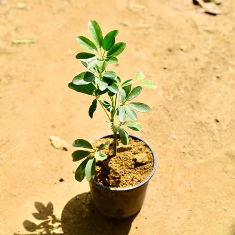 Schefflera Green in 6 Inch Nursery Pot