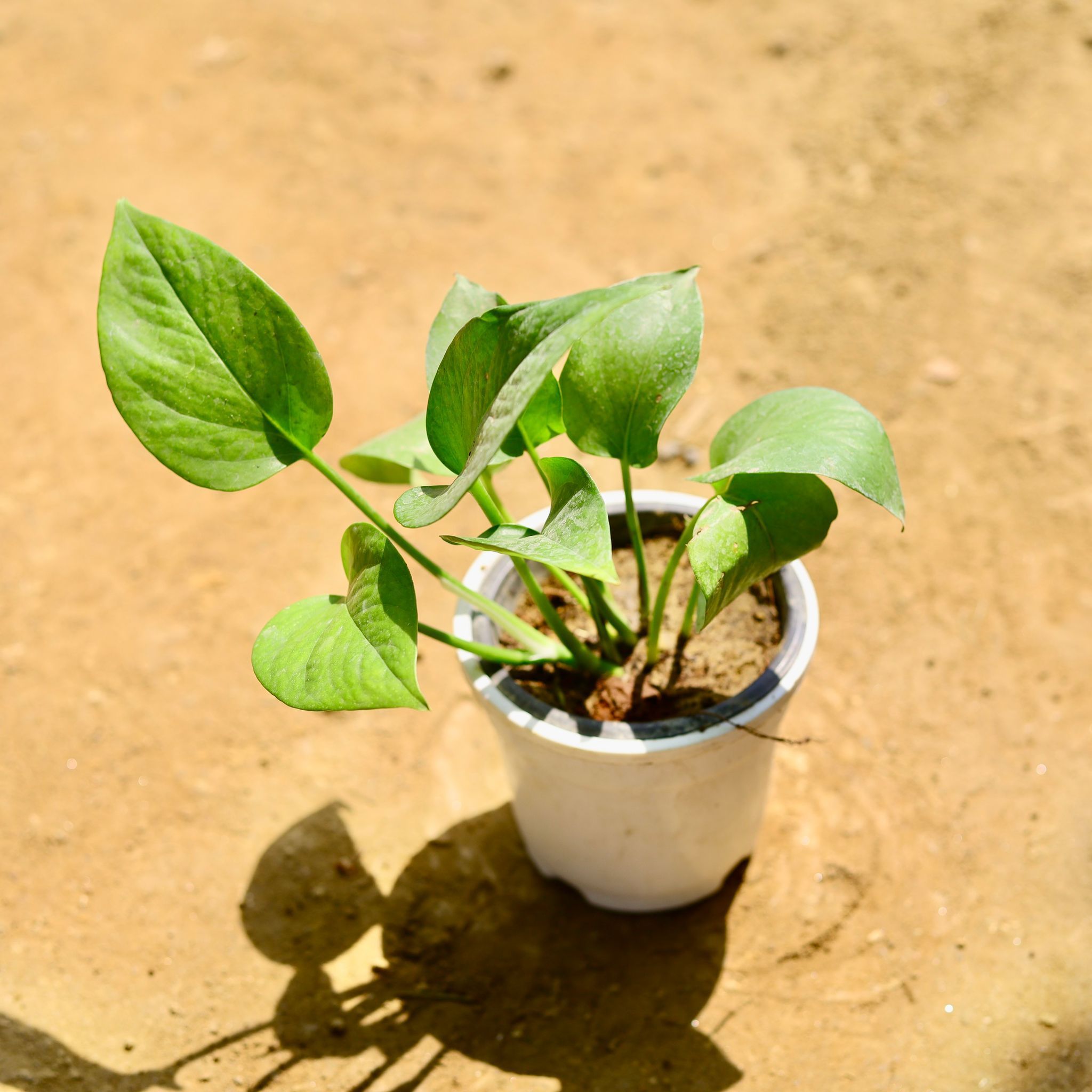 Money Plant Green in 4 Inch Nursery Pot