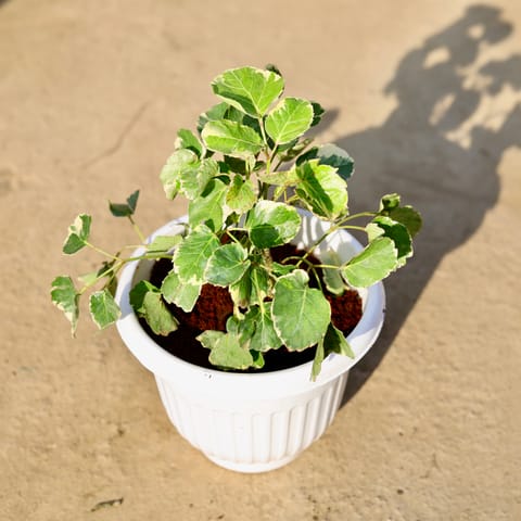 Aralia Apple leaf in 8 Inch Live Fresh Plant White Olive Plastic Pot in Mahim Mumbai