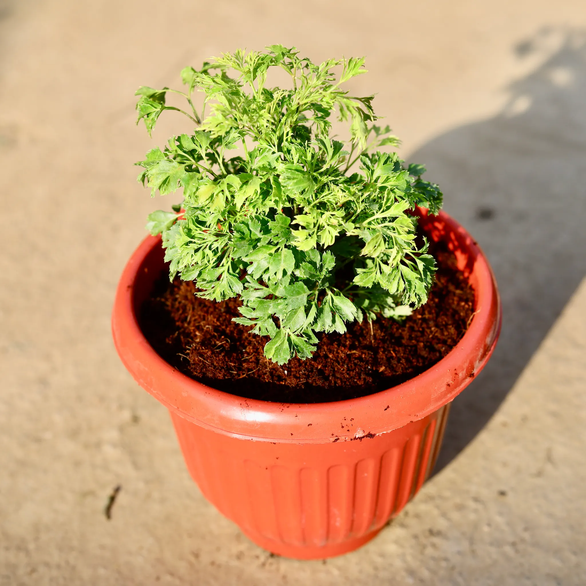 Aralia Ming in 8 Inch Terracotta Red Olive Plastic Pot