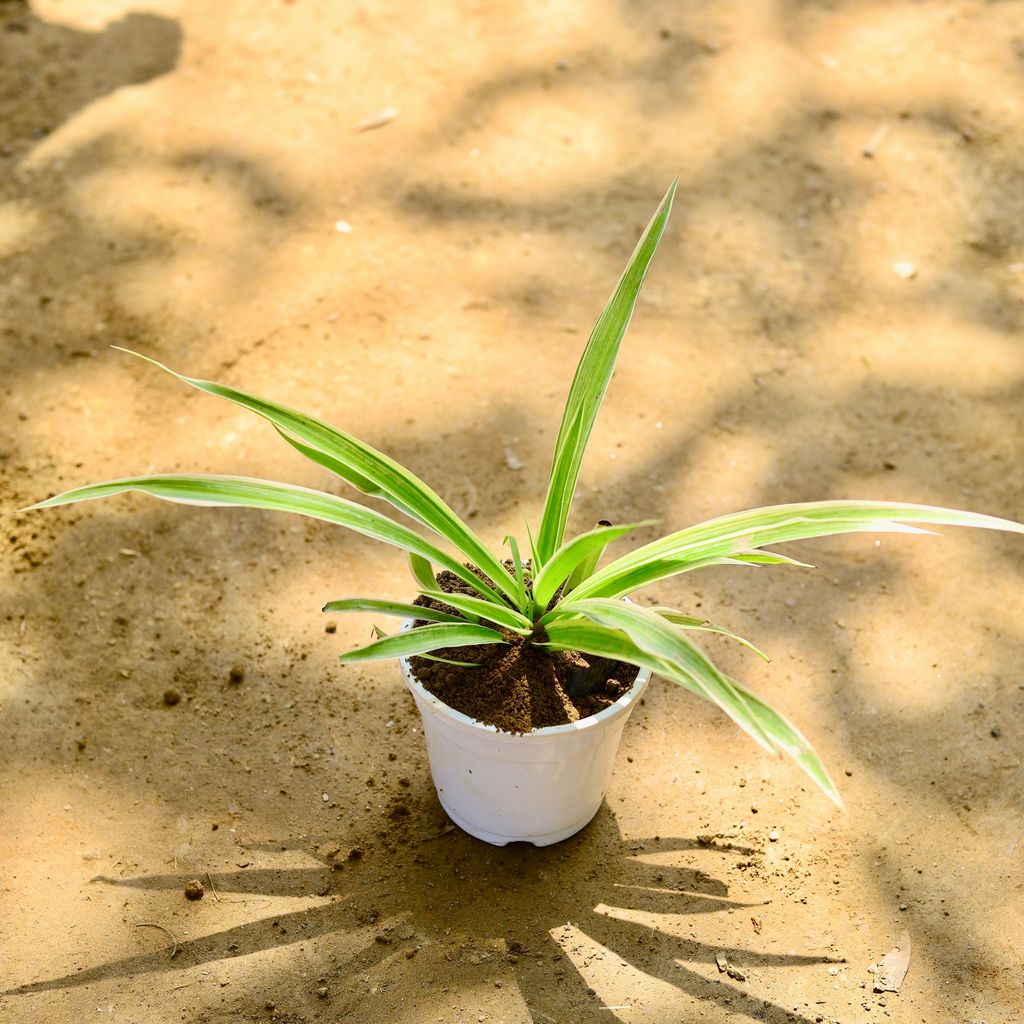 Spider in 4 Inch Nursery Pot