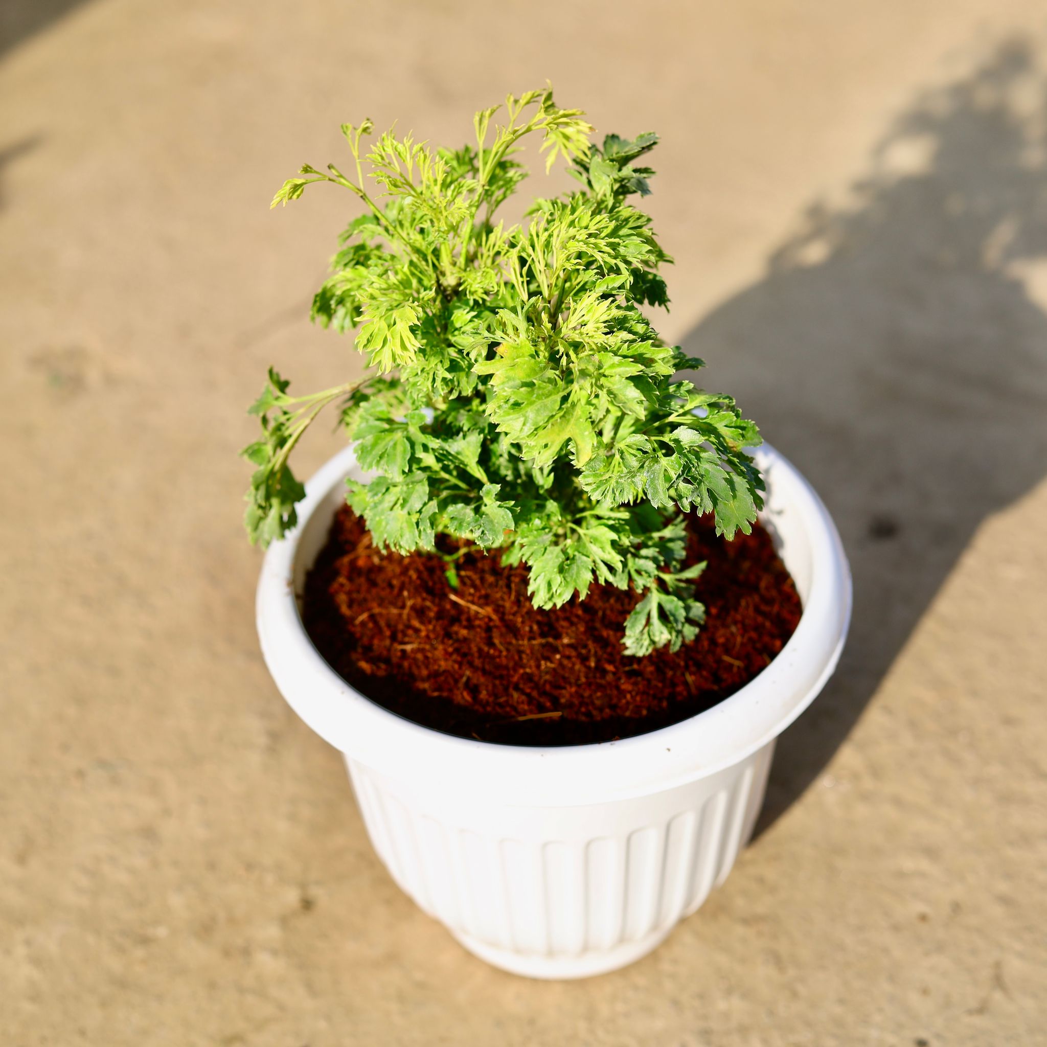 Aralia Ming in 8 Inch White Olive Plastic Pot