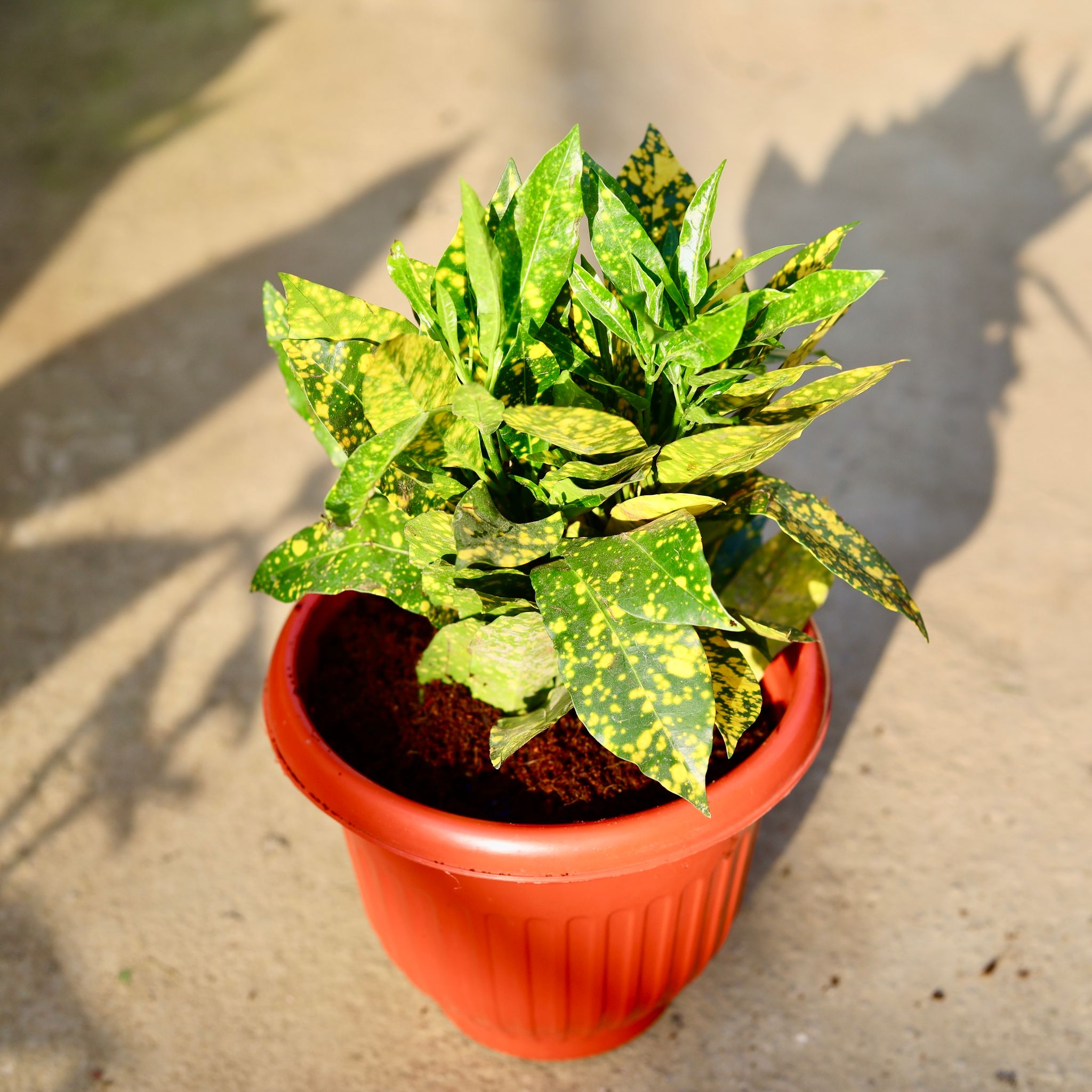 Baby Croton Gold Star in 8 Inch Terracotta Red Olive Plastic Pot