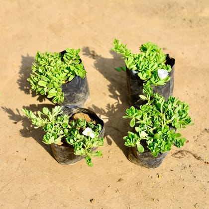 Buy Set of 4 - Purslane / Kulfa (any colour) in 4 inch Nursery bag Online | Urvann.com