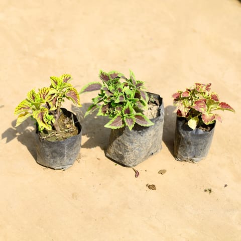 Set of 3 - Coleus (any colour & Design) in 4 inch Nursery bag