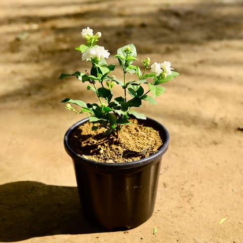 Mogra double in 8 Inch Nursery Pot