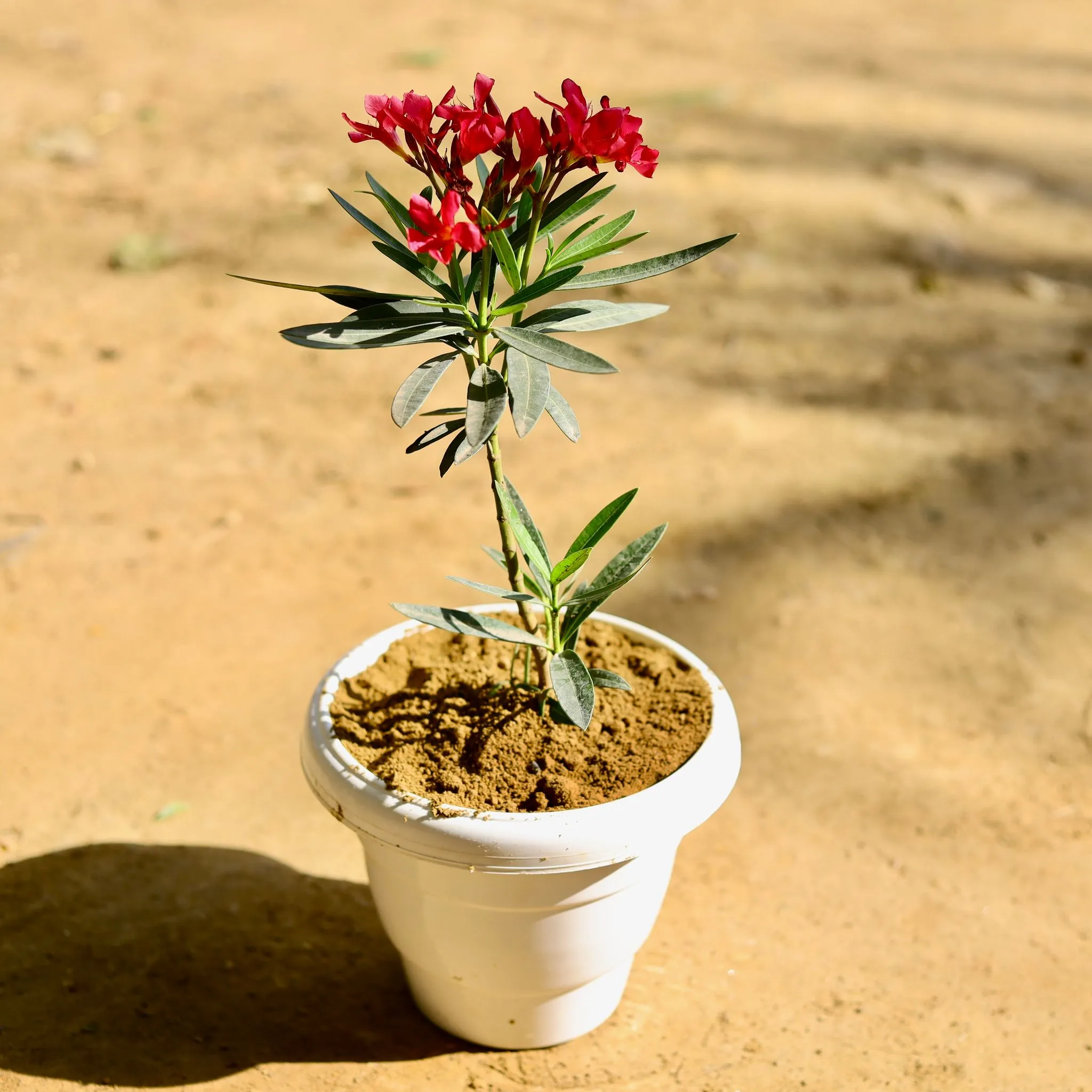 Kaner / Oleander Red in 8 Inch White Classy Plastic Pot