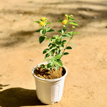 Buy Lantana (any colour) in 6 Inch White Super Nursery Pot Online | Urvann.com