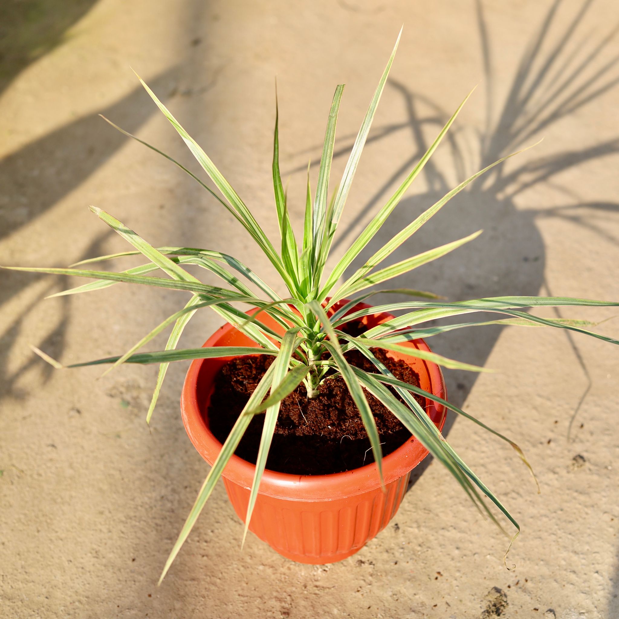 Dracaena Colorama White in 8 Inch Terracotta Red Olive Plastic Pot